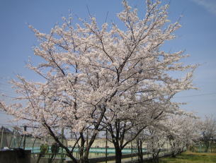 プール横の桜の木